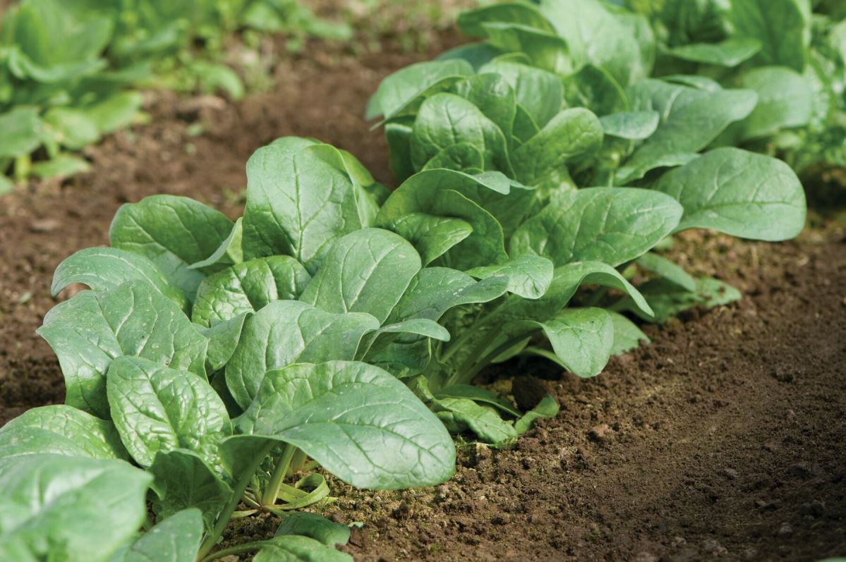 Carmel – Spinach Seed